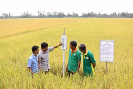 Đề án sẽ được triển khai tại 12 tỉnh Đồng bằng sông Cửu Long. (Ảnh: CTV/Vietnam+)