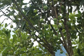 Macca được hứa hẹn sẽ là cây xóa đói giảm nghèo cho bà con Điện Biên. (Ảnh: Vietnam+)