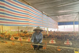 Trang trại gà nhà chị Trần Thị Vân ở xã Tam Quan, huyện Tam Đảo, tỉnh Vĩnh Phúc. (Ảnh: Vietnam+)
