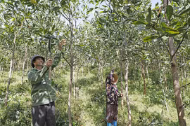 Các chương trình tín dụng chính sách kịp thời giải ngân đáp ứng nhu cầu vốn phục vụ sản xuất kinh doanh của hộ nghèo và các đối tượng chính sách khác trên địa bàn tỉnh Quảng Nam. (Ảnh: Vietnam+)