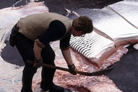 Hoạt động săn bắt cá voi của Iceland vẫn bị nhiều tổ chức động vật hoang dã chỉ trích. (Ảnh: wdcs.org)