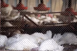 Ảnh chỉ có tính minh họa. (Nguồn: The Poultry Site)