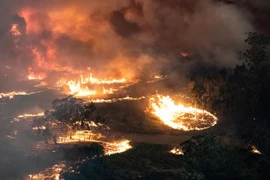 Cận cảnh cháy rừng ở Australia. (Nguồn: WSPA)