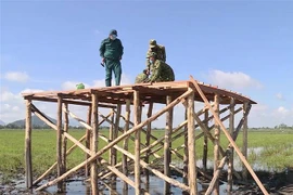 Trong ảnh: Xây dựng chốt chống dịch COVID-19 vùng biên giới An Giang theo mô hình nhà sàn vượt lũ. (Ảnh: Thanh Sang/TTXVN)