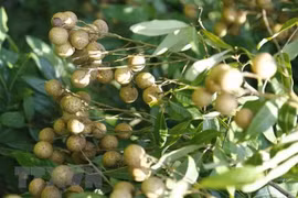 (Ảnh minh họa. Nguồn: TTXVN)