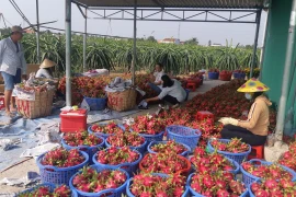 Ảnh chỉ có tính minh họa. (Nguồn: Thanh Bình/TTXVN)