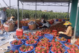 Ảnh chỉ có tính minh họa. (Nguồn: Thanh Bình/TTXVN)