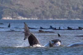 Cá voi bị mắc cạn ở Tasmania. (Ảnh: ABC)