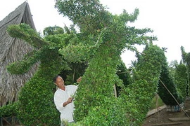 (Ảnh: tuoitre.com.vn)