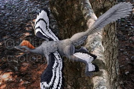 Khủng long Anchiornis huxleyi. (Ảnh: Internet)