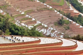 [Photo] Ruộng bậc thang Hoàng Su Phi vào mùa đổ nước