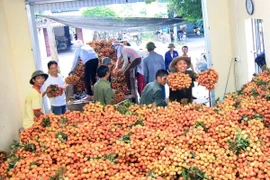 Thu mua vải thiều tại Thanh Hà, Hải Dương. (Ảnh: Vũ Sinh/TTXVN)