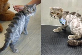 Một chú mèo cau có khi được cắt tỉa thành một em khủng long xinh xắn. (Nguồn: http://shanghaiist.com)