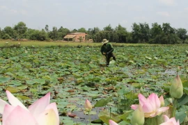 (Ảnh minh họa: Bùi Như Trường Giang/TTXVN)