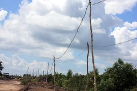 (Ảnh minh họa: Lê Sen/TTXVN)