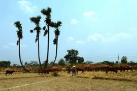 (Ảnh minh họa: Thanh Tân/TTXVN)