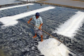 Thu hoạch muối trải bạt tại xã Lý Nhơn, huyện Cần Giờ, TP.HCM. (Ảnh: Mạnh Linh/TTXVN)