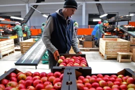 Công nhân phân loại hoa quả tại một kho hàng ở làng Bucovat, Moldova, một trong các quốc gia chịu ảnh hưởng từ tác động của lệnh cấm nhập khẩu lương thực, thực phẩm của Nga. (Nguồn: AFP/TTXVN)