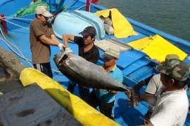 Ngư dân Khánh Hòa thu lãi cao sau chuyến đi biển đánh bắt cá xa bờ đầu tiên năm 2015. (Ảnh: Nguyên Lý/TTXVN)