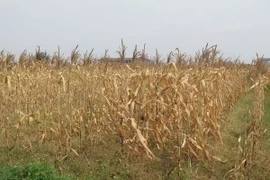 Nhiều diện tích ngô tại các địa phương trong tỉnh bị chết khô, không thể thu hoạch vì nắng hạn (ảnh chụp sáng 6/6/2015). (Ảnh: Nguyễn Văn Nhật/TTXVN)