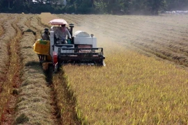 Hơn 60% diện tích lúa ở tỉnh Kiên Giang được thu hoạch bằng cơ giới. (Ảnh: Lê Huy Hải/TTXVN)