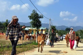 Tặng bò cho đồng bào dân tộc thiểu số vùng biên giới tại huyện Nam Giang, tỉnh Quảng Nam. (Ảnh: Đỗ Trưởng/TTXVN)