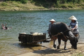 Người dân Quảng Bình vận chuyển nước từ suối về nhà để phục vụ sinh hoạt. (Ảnh: Đức Thọ/TTXVN)
