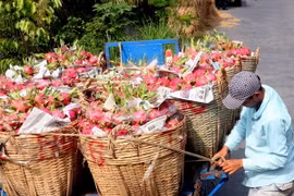 Thu hoạch Thanh long. (Ảnh: Đình Huệ/TTXVN)