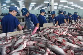 Chế biến các sản phẩm từ cá tra tại Nhà máy thủy sản Ấn Độ Dương. (Ảnh: Công Mạo/TTXVN)