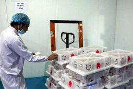 Vải xuất khẩu sang thị trường Mỹ và Australia được xử lý chiếu xạ tại Công ty Cổ phần Chế biến thủy hải sản Sơn Sơn (Thành phố Hồ Chí Minh). (Ảnh: Thông Hải/TTXVN)