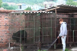 Loài gấu hoang dã bị nuôi nhốt trong các lồng sắt chật chội tại Quảng Ninh. (Ảnh: Xuân Tùng/TTXVN)