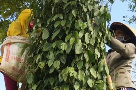 Thu hoạch hồ tiêu. (Ảnh: Thế Lập/TTXVN)