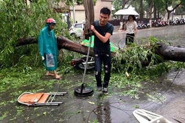 Trận dông lốc lịch sử khiến 1 người chết, 120 cây gãy đổ