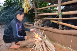 Người dân bản Tò Lọ, xã Chiềng Đen, thành Phố Sơn La, đốt lửa sưởi ấm cho gia súc. (Ảnh: Công Luật/TTXVN)