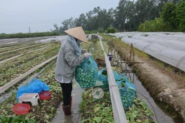 (Ảnh minh họa: Đỗ Phương Anh/TTXVN)