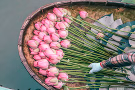 Để có được những túi trà sen thơm ngát phải trải qua nhiều công đoạn cầu kì, công phu, mất rất nhiều thời gian, công sức. (Ảnh: Hương Trà/Vietnam+)