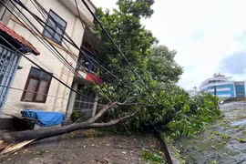 Mưa bão gây đổ cây tại Hà Nội. (Ảnh: PV/Vietnam+)