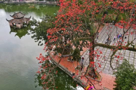 [Photo] Hoa gạo bung nở đỏ rực rỡ bên góc sân chùa Thầy