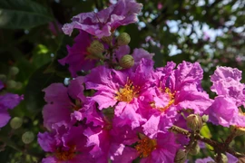 [Photo] Mùa Hè Hà Nội rực rỡ với những hàng hoa đủ sắc màu 