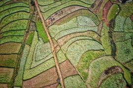 [Photo] Cánh đồng hoa ngút ngàn đẹp như tranh vẽ ở Sò Lườn