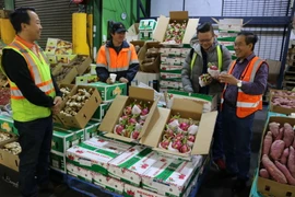 Các khách hàng lựa chọn thanh long của Việt Nam tại chợ đầu mối hoa quả Sydney. (Ảnh: Khánh Linh/Vietnam+)