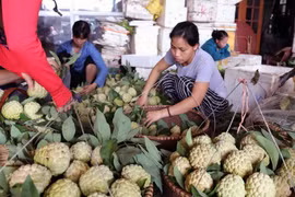 Phân loại, đóng gói sản phẩm na để mang đi tiêu thụ tại một cơ sở thu mua na ở thị trấn huyện Chi Lăng (Lạng Sơn). (Ảnh: Vũ Sinh/TTXVN)
