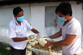 Cán bộ thú y lấy mẫu bệnh phẩm, giám sát dịch bệnh tại một trại chăn nuôi gà ở huyện biên giới Bến Cầu, Tây Ninh. (Ảnh: Lê Đức Hoảnh/TTXVN)