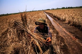 Những bông lúa chết khô vì thiếu nước và nhiễm mặn ở huyện An Biên, Kiên Giang, trong đợt hạn mặn năm 2016. (Ảnh: Trọng Đạt/TTXVN)