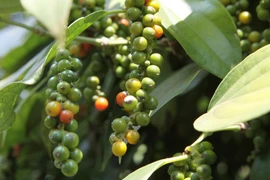 Ảnh minh họa. (Nguồn: TTXVN)