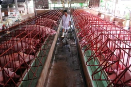 Ảnh minh họa. (Nguồn: TTXVN)