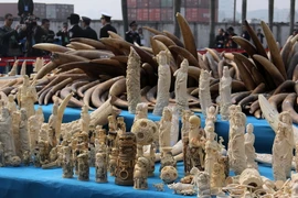 Các sản phẩm chế tác từ ngà voi ở Đông Quản, Quảng Đông, Trung Quốc ngày 6/1/2014. (Nguồn: AFP/TTXVN)