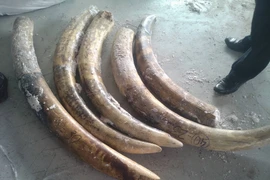 Ảnh minh họa. (Nguồn: TTXVN)