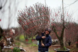 Ảnh minh họa. (Nguồn: TTXVN)
