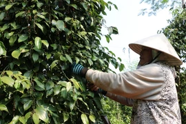 Thu hoạch hồ tiêu tại xã Lộc Thuận, huyện Lộc Ninh, Bình Phước. (Ảnh: Dương Chí Tưởng/TTXVN)